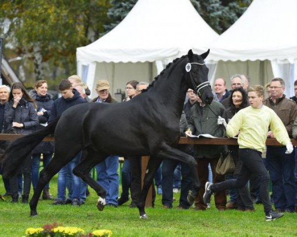 stallion Meilenstein (Hanoverian, 2015, from E.H. Millennium)