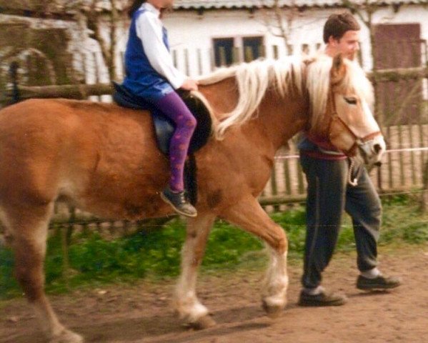 Zuchtstute Lucilla (Haflinger, 1990, von Alberto)