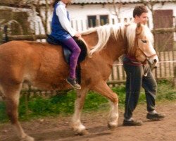 Pferd Lucilla (Haflinger, 1990, von Alberto)