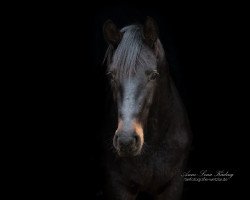 jumper Daluno (Hanoverian, 2015, from Diacontinus)