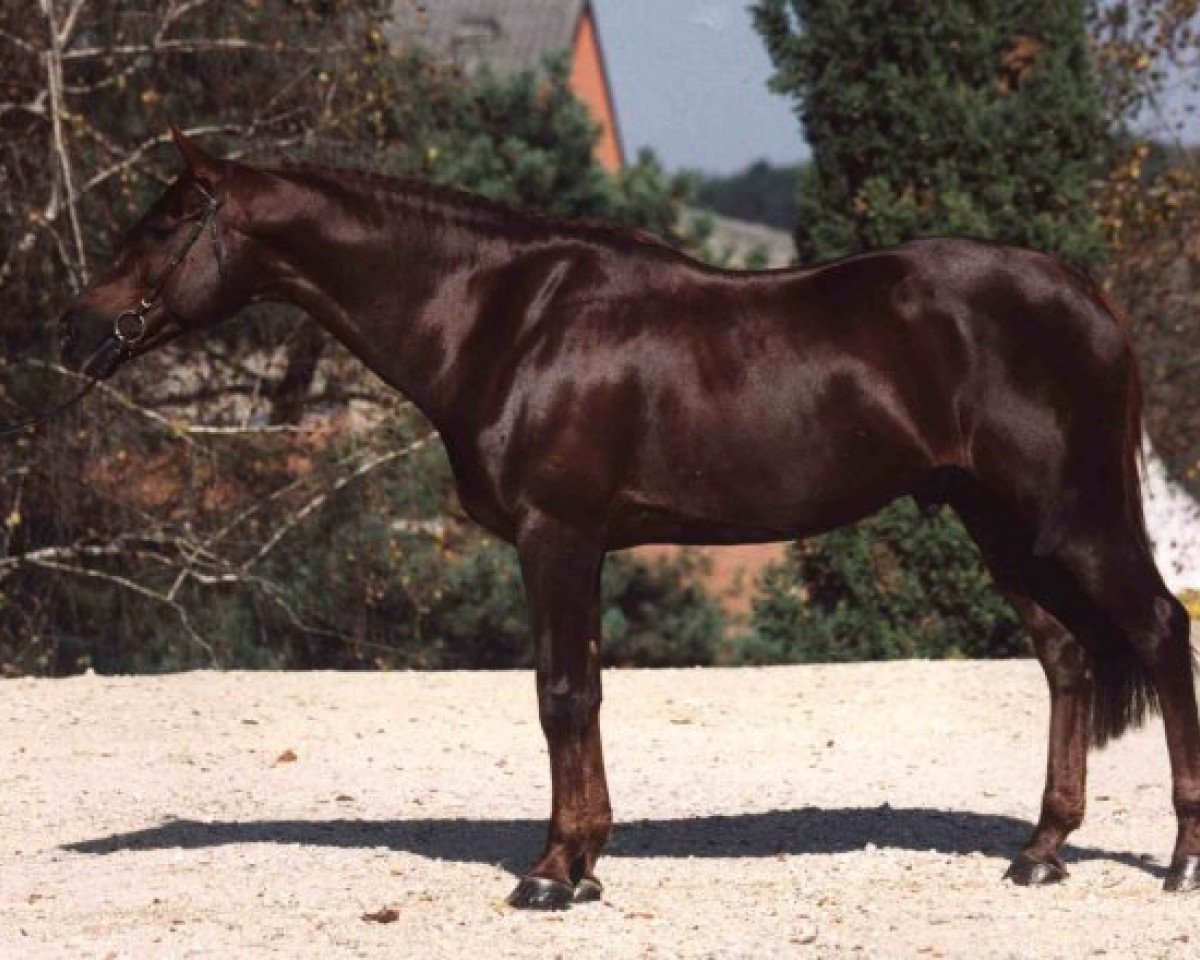 Deckhengst Baie de Villeclare (Selle Français, 1989, von Irac de l'Ile)