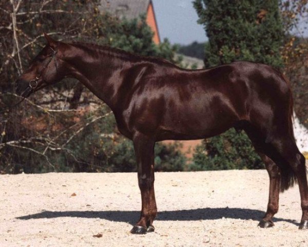 stallion Baie de Villeclare (Selle Français, 1989, from Irac de l'Ile)