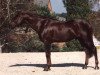 stallion Baie de Villeclare (Selle Français, 1989, from Irac de l'Ile)
