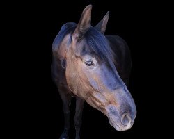 broodmare Gerda (Oldenburg show jumper, 2012, from Gavi)