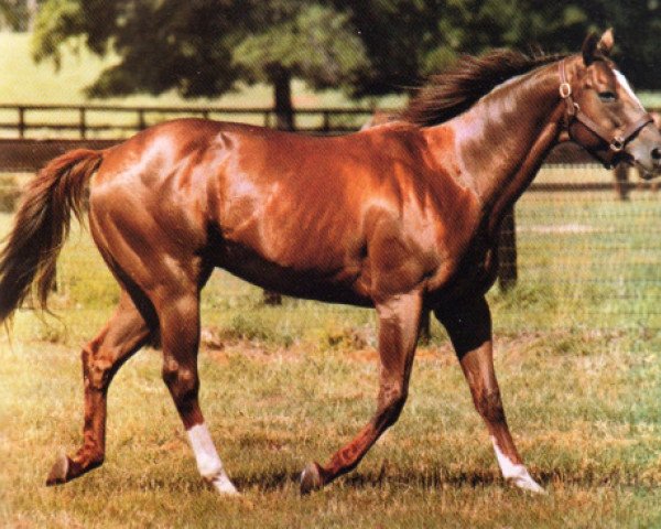 stallion What A Pleasure xx (Thoroughbred, 1965, from Bold Ruler xx)