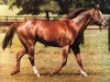 stallion What A Pleasure xx (Thoroughbred, 1965, from Bold Ruler xx)