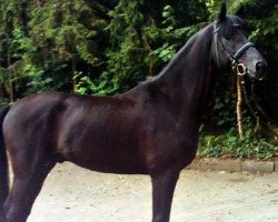 dressage horse Dinero Negro S (Westfale, 2007, from Dancier)