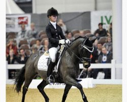 dressage horse Farm.Halifax (German Riding Pony, 2000, from Hattrick)