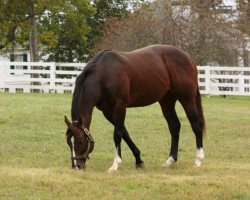 stallion Tale of Ekati xx (Thoroughbred, 2005, from Tale Of The Cat xx)