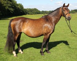 broodmare Waldfee (German Riding Pony, 1998, from Constantin)