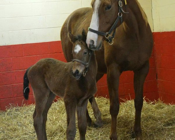 broodmare Prissy xx (Thoroughbred, 2009, from Unbridled's Song xx)