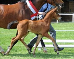 dressage horse Valentina (Westphalian, 2011, from Vitalis)