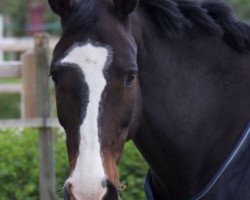 broodmare Jeanne d'Arc (Oldenburg, 1998, from Lefevre)