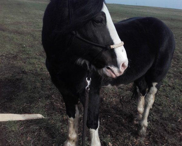 stallion Trefedw Cymro 59883 (Welsh-Cob (Sek. D), 2001, from Newydd Lloyd)