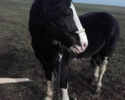 Deckhengst Trefedw Cymro 59883 (Welsh-Cob (Sek. D), 2001, von Newydd Lloyd)