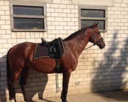 dressage horse Emilio (Hanoverian, 2010, from El Bundy)