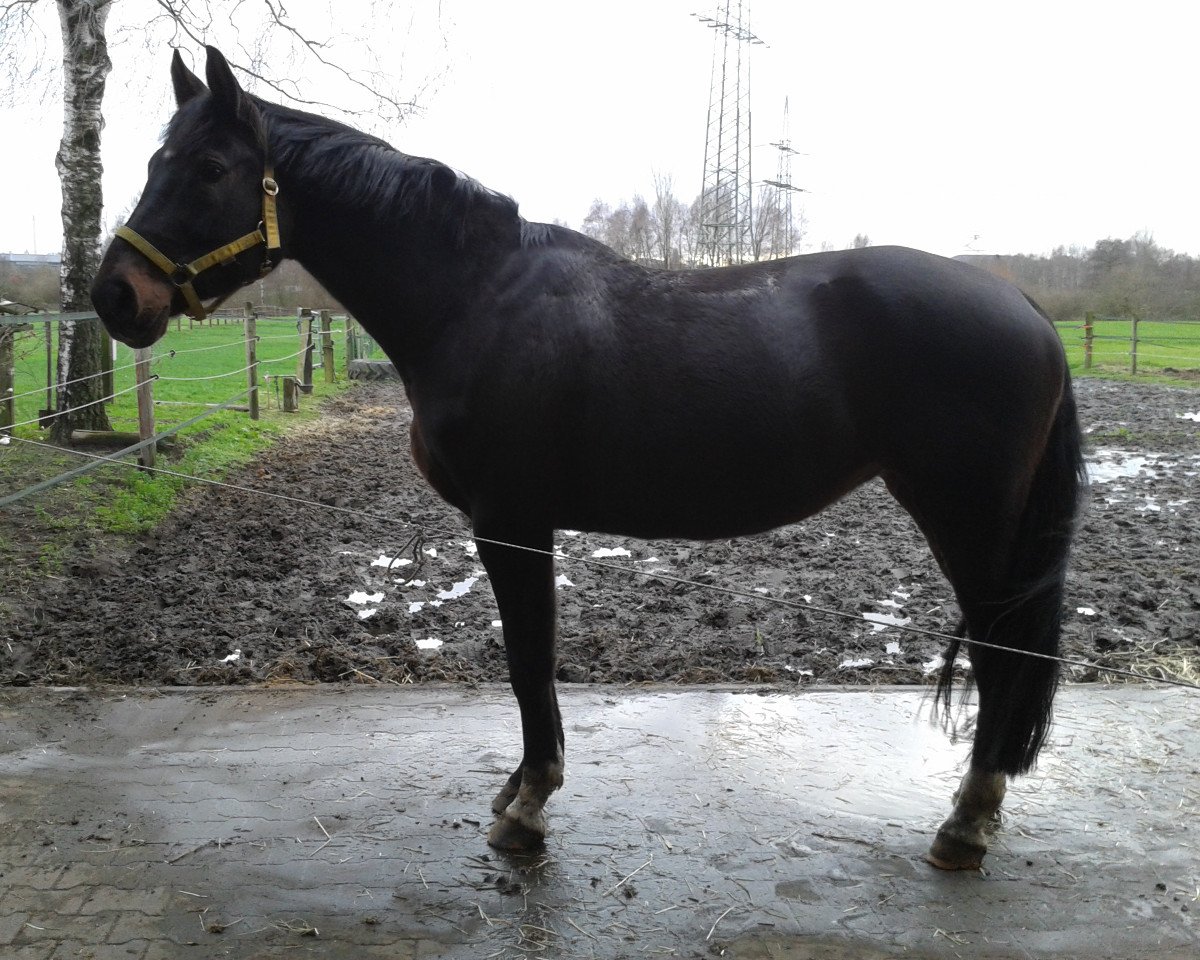 broodmare St.Pr.Elwira (Hanoverian, 2004, from El Bundy)