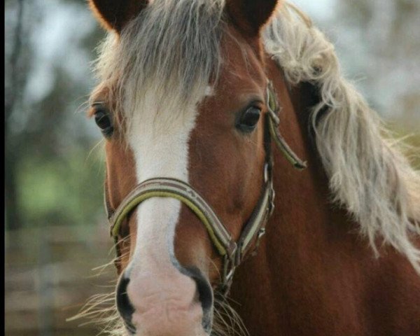 Pferd Lisnastreane Rockafella (Welsh-Cob (Sek. C), 2008, von Fronarth Bellamy)