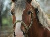 Pferd Lisnastreane Rockafella (Welsh-Cob (Sek. C), 2008, von Fronarth Bellamy)