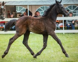 jumper Paula Panther (Westfale, 2015, from Coupex)