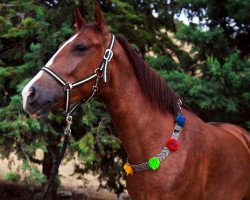 broodmare Eram (Akhal-Teke, 2013, from Habib Ishan Goroqli)