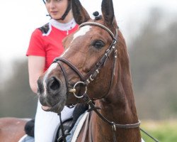 jumper Lalita the Gun (Irish Sport Horse, 2012, from Lux Z)