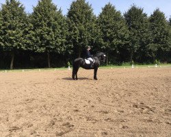 dressage horse Tjitske fan Loohuis (Friese, 2006, from Botte 414)