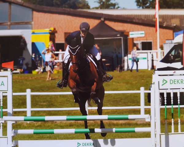 broodmare Willma von Wolkenstein (Hanoverian, 2012, from Wolkenstein II)