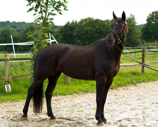 horse Pina Colada (Westphalian, 1998, from Polygraf)