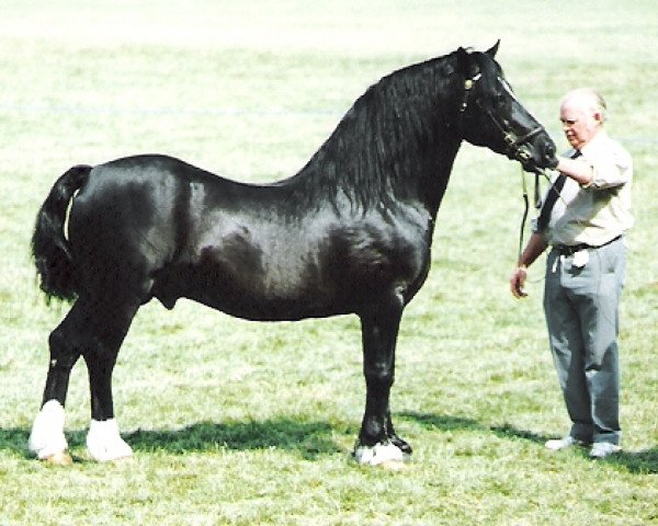 stallion Mabnesscliffe Advisor (Welsh-Cob (Sek. D), 1987, from Tireinon Confidence)