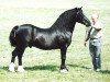 stallion Mabnesscliffe Advisor (Welsh-Cob (Sek. D), 1987, from Tireinon Confidence)