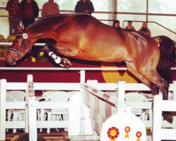 jumper Baltimore 62 (Oldenburg show jumper, 2005, from Balou du Rouet)