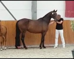 broodmare Capua 3 (Holsteiner, 2001, from Contendro I)