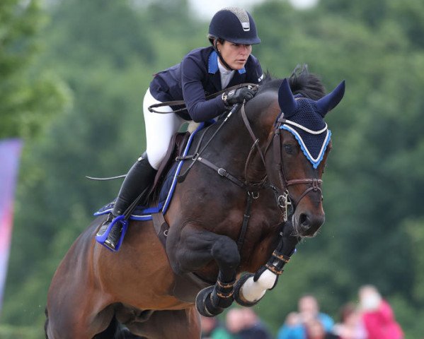 stallion Caramsin (Hanoverian, 2005, from Cornet Obolensky)