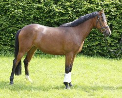 dressage horse Dear Miss Lizzy (German Riding Pony, 2011, from Dream of Lord)