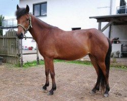 broodmare Lisbetta (Aegidienberger, 2009, from Bonni HB)