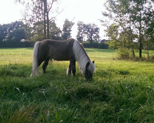 Zuchtstute Julian‘s Jule (Shetland Pony, 1992, von Julian)