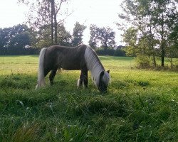 broodmare Julian‘s Jule (Shetland Pony, 1992, from Julian)