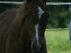 dressage horse Tagliatelle (Oldenburg, 2017, from Duvalier 21)