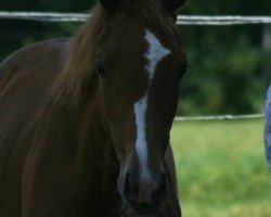 dressage horse Tagliatelle (Oldenburg, 2017, from Duvalier 21)