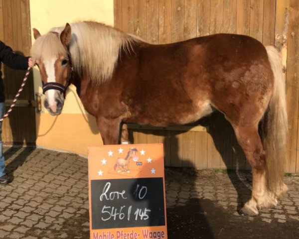 Pferd Lore (Haflinger, 2007, von Humbold (1,57% ox))