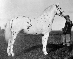 stallion Silverking II (Knabstrupper, 1944, from Silverking I)