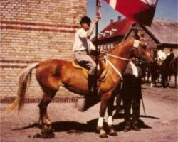 broodmare Tessa (Danish Warmblood, 1952, from Silverking II)