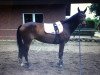 dressage horse de Desperada K (Hanoverian, 2010, from Desperados FRH)