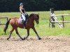 dressage horse Carry 80 (Oldenburg, 2005, from Carry Gold)