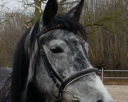 horse Medina (Shagya-Araber, 2011, from Mersuch XIX-68)