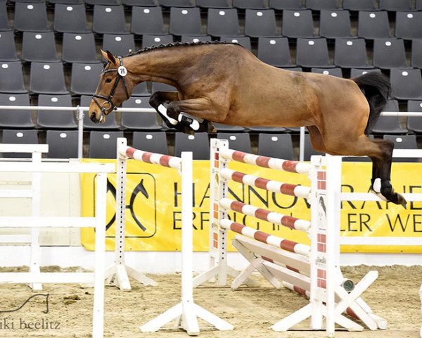 jumper Vesper PJ (Hanoverian, 2011, from Vulkano 10)