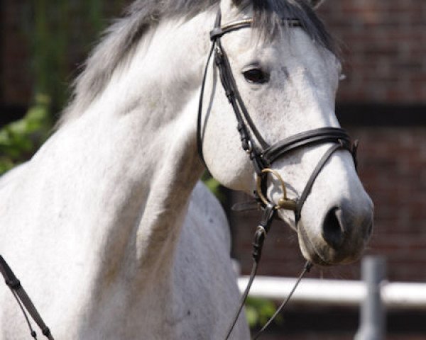 broodmare Czenia Dee Mont (Sachse, 2001, from Corum)