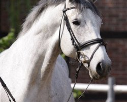 broodmare Czenia Dee Mont (Sachse, 2001, from Corum)