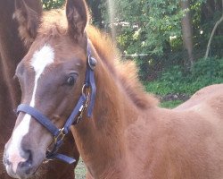 dressage horse Aljento 3 (Holsteiner, 2016, from Aljetto)